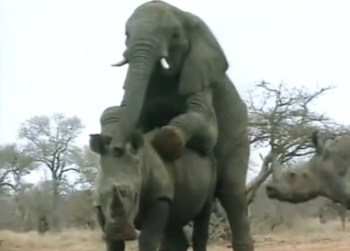 Elephant is going to fuck a submissive rhino