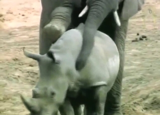 Elephant is going to fuck a submissive rhino