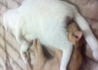 Seductive cat-on-cat sex session with twits