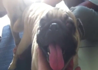 Hot dogs enjoying a wilder fuck on camera