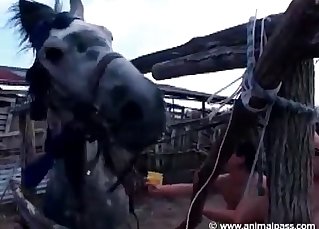 Horse fucks that tight human pussy