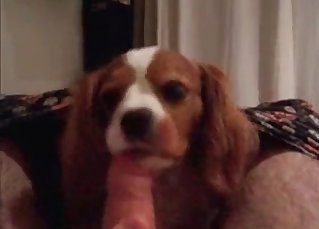 Twisted dog enjoying that hard cock