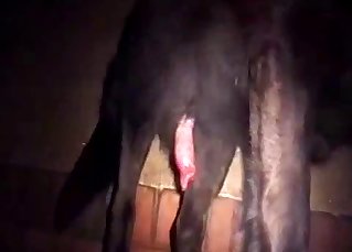 That dog cock deserves all the close-ups