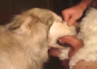 Pound session with a passionate animal