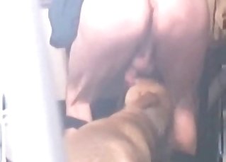 Playful, cute doggie lovingly taking a wiener