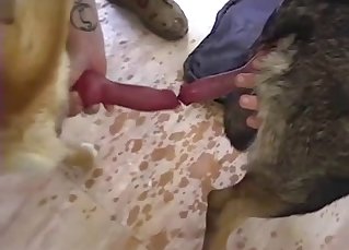 Nice to see how doggy is licking a boner
