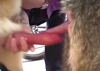 Nice to see how doggy is licking a boner
