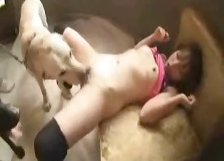 Babe and retriever having amazing sex