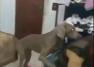 Sweetheart likes animal sex so much