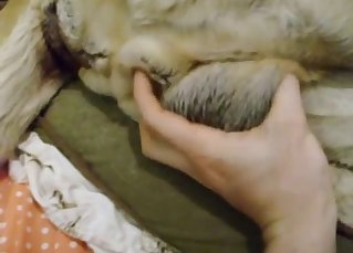 Bestiality