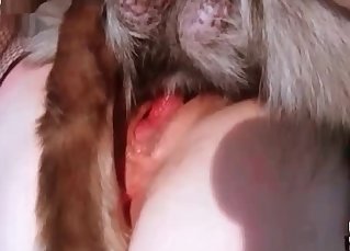 Fishnets-wearing chick and a dog