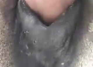 Vicious bestiality to blow your mind