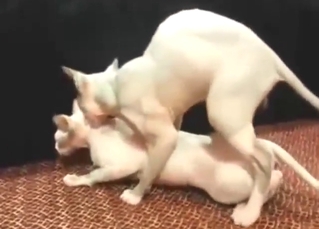 Ladies don't know how to fuck: cat-on-cat sex